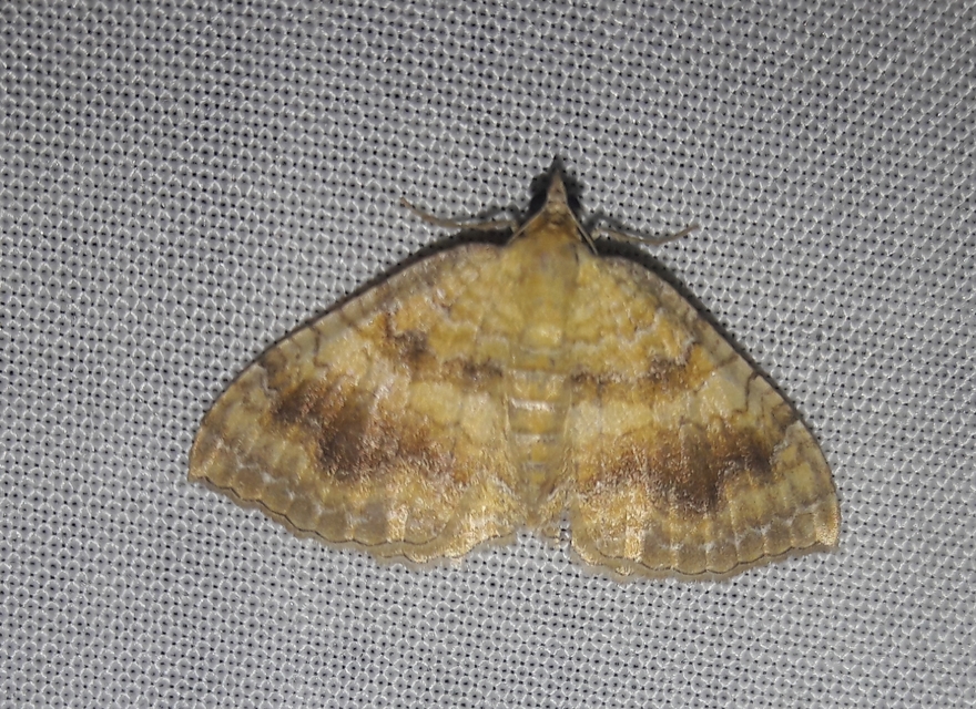 Camptogramma bilineata - kétvonalas sávosaraszoló