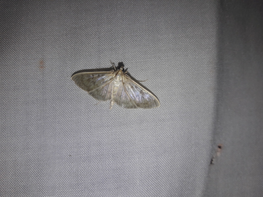Patania ruralis - csalánevő tűzmoly