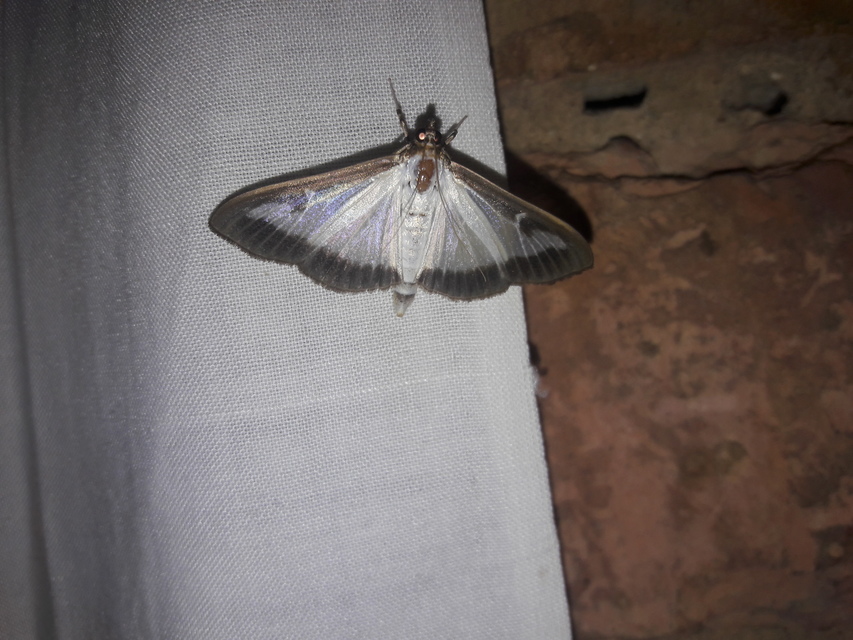Cydalima perspectalis - puszpáng-tűzmoly