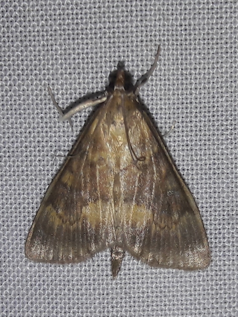 Ostrinia nubilalis - kukoricamoly