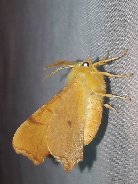 Ennomos erosaria - hársfa-levélaraszoló