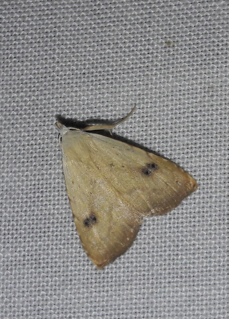 Rivula sericealis - selymes lórombagoly