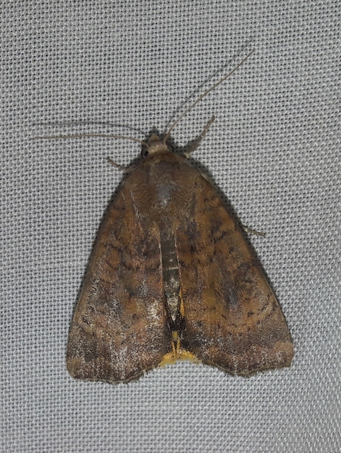 Noctua interjecta - zömök sárgafűbagoly
