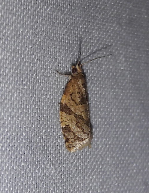 Adoxophyes orana - almalevél-sodrómoly