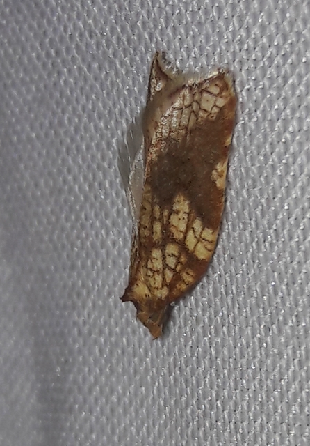 Acleris rhombana - cifra levélmoly