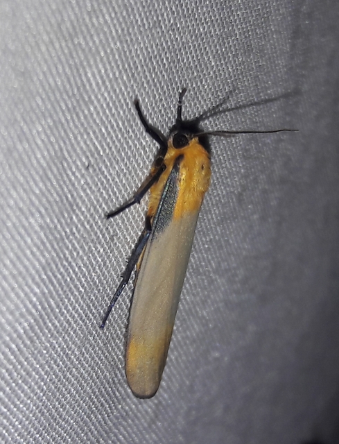 Lithosia quadra - négypettyes zuzmószövő