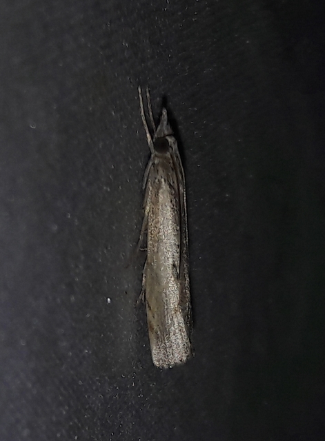 Agriphila