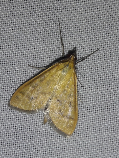 Mecyna flavalis - csalánszövő tűzmoly