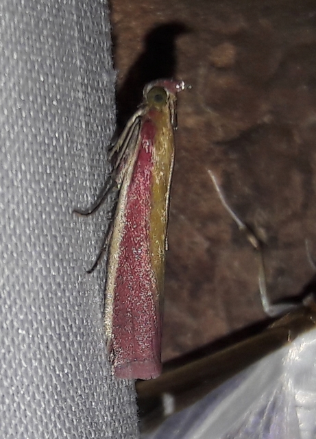 Oncocera semirubella - lucernamoly