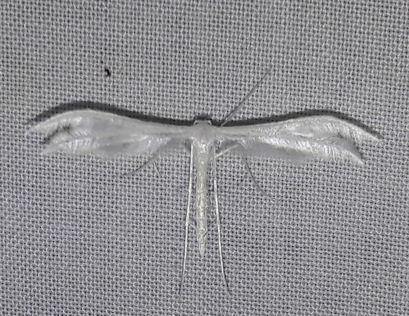 Pterophorus pentadactyla - fehér tollasmoly