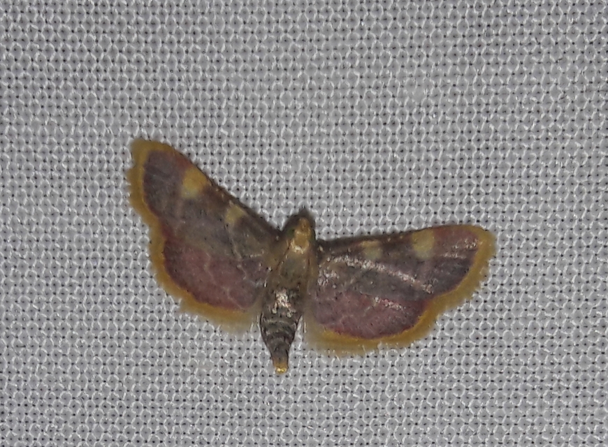 Hypsopygia costalis - szénailonca