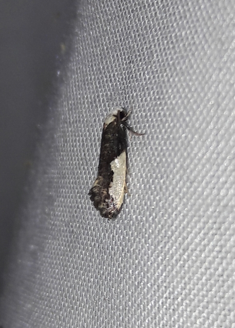 Monopis monachella - apácamoly