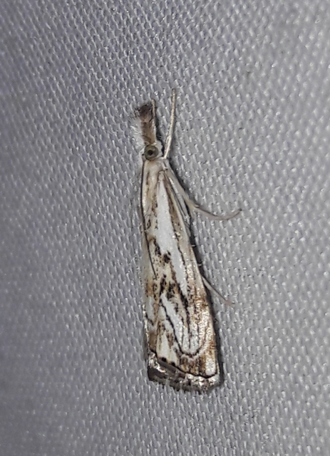 Catoptria falsella - hálós fűgyökérmoly