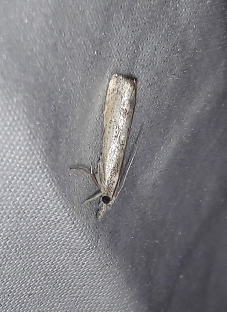 Agriphila