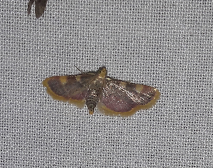 Hypsopygia costalis - szénailonca