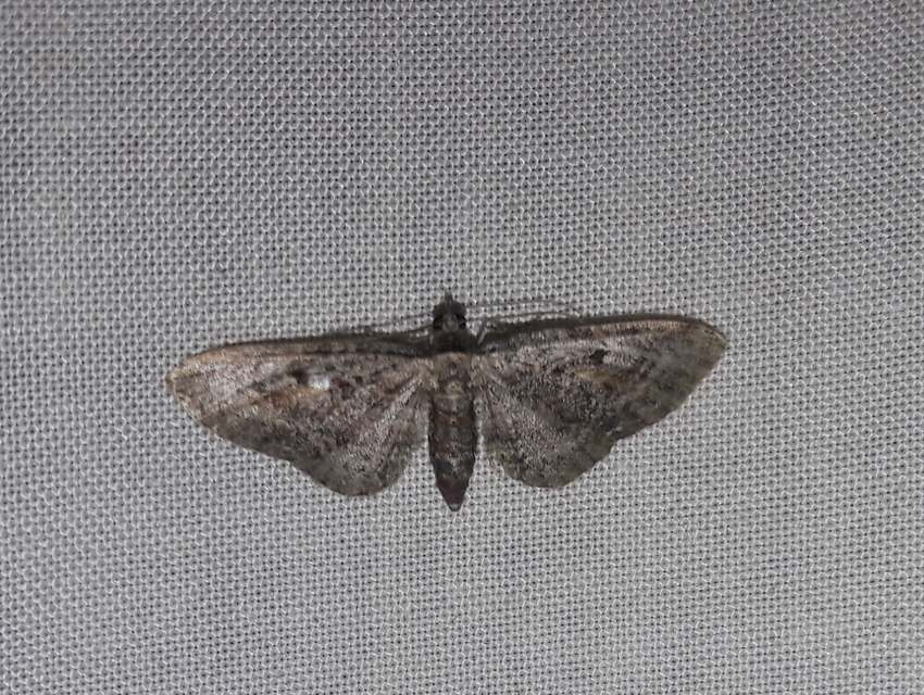 Eupithecia icterata - rozsdafoltos törpearaszoló