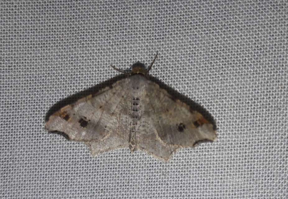 Macaria alternata - közönséges szürkearaszoló