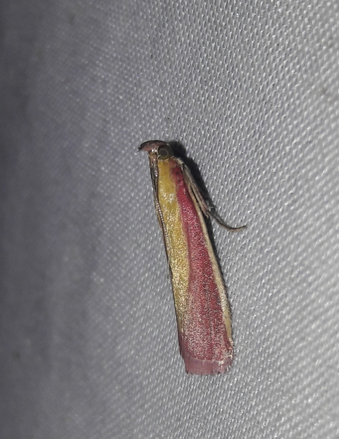 Oncocera semirubella - lucernamoly