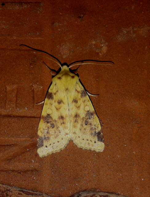 Cirrhia icteritia - nyárfa-sárgabagoly