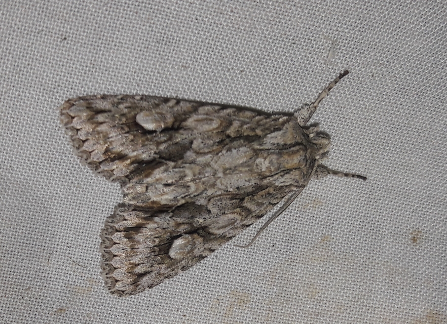 Meganephria bimaculosa - kétfoltos szilbagoly