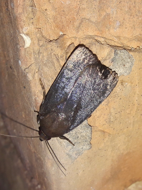 Amphipyra livida - zsírfényű bagoly