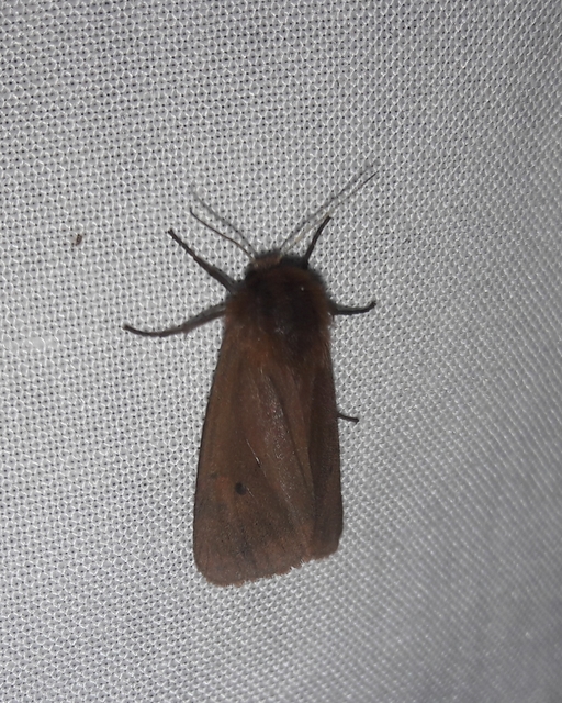 Phragmatobia fuliginosa - füstös medvelepke