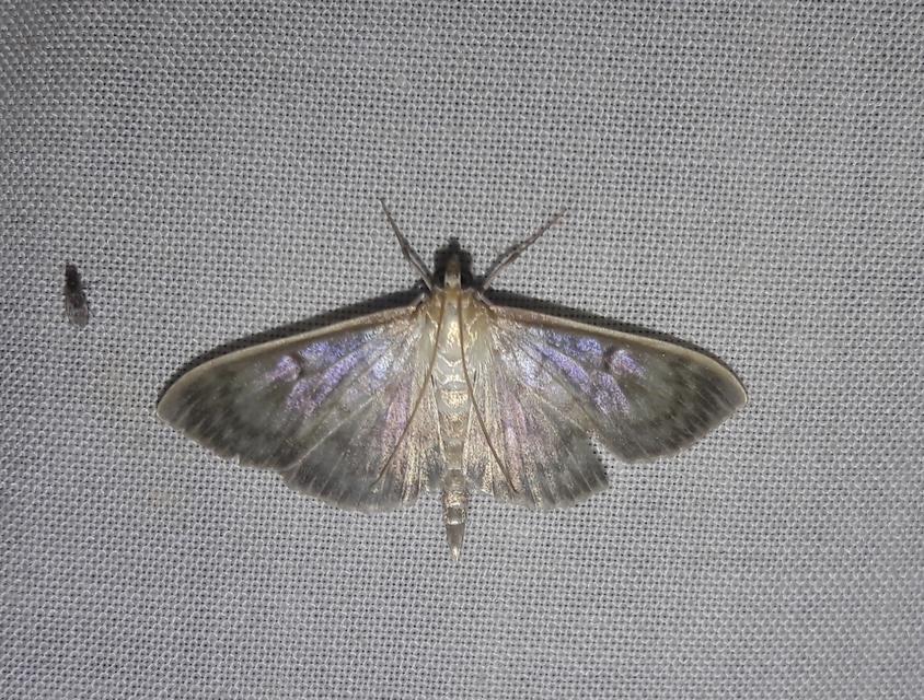 Patania ruralis - csalánevő tűzmoly