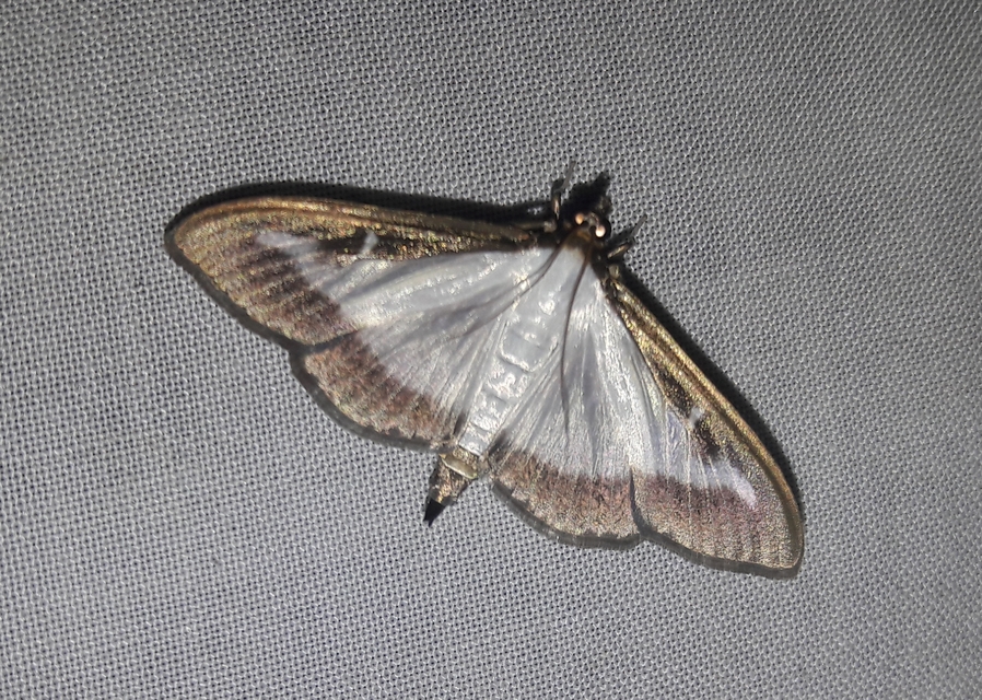 Cydalima perspectalis - puszpáng-tűzmoly