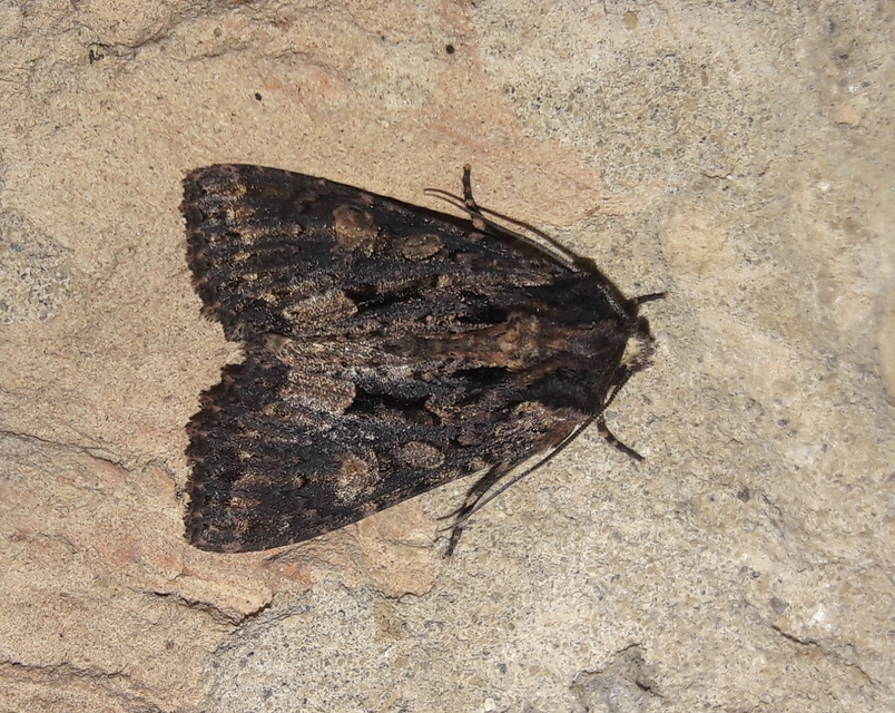Blepharita satura - őszi porfírbagoly