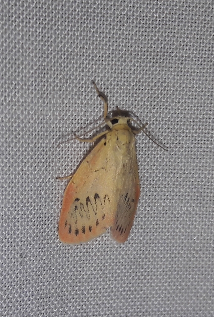 Miltochrista miniata - piros medvelepke