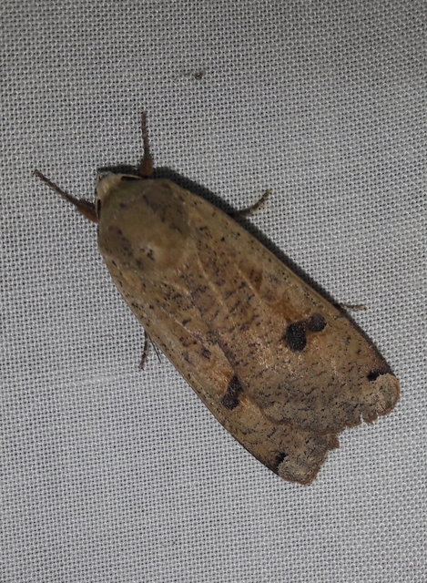 Noctua pronuba - nagy sárgafűbagoly