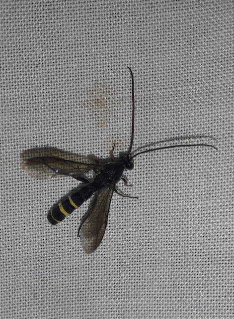 Metopius fuscipennis
