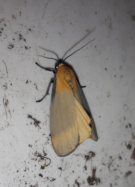 Lithosia quadra - négypettyes zuzmószövő