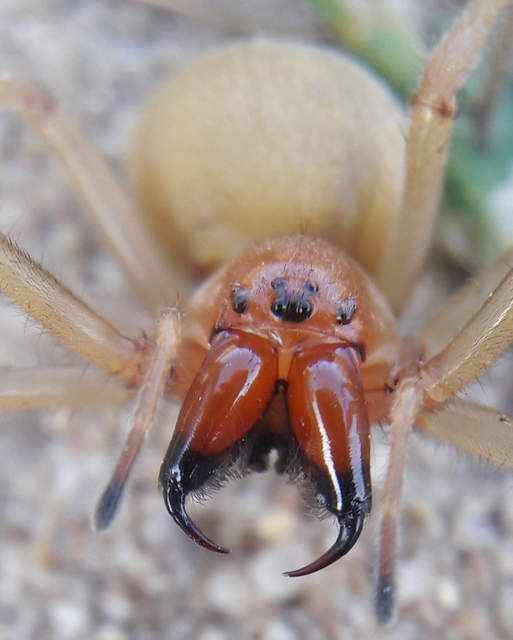Cheiracanthium punctorium - mérges dajkapók