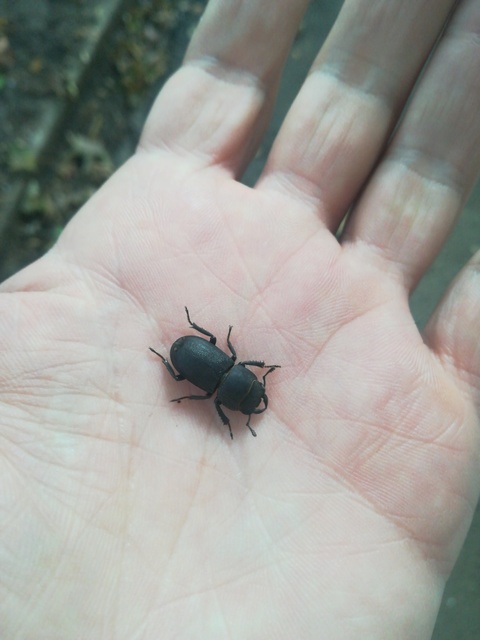 Dorcus parallelipipedus - kis szarvasbogár