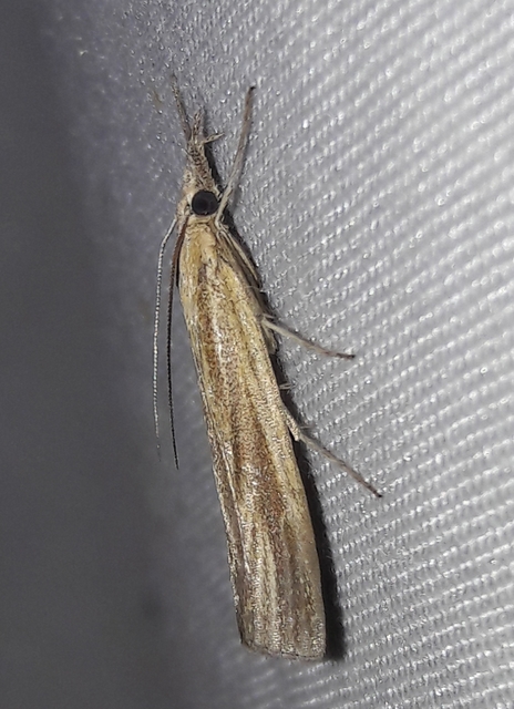 Agriphila
