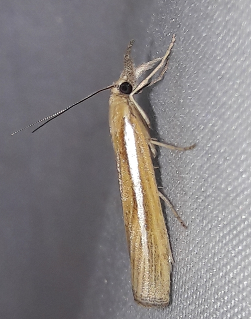 Agriphila