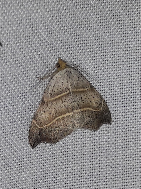 Laspeyria flexula - zuzmóbagoly
