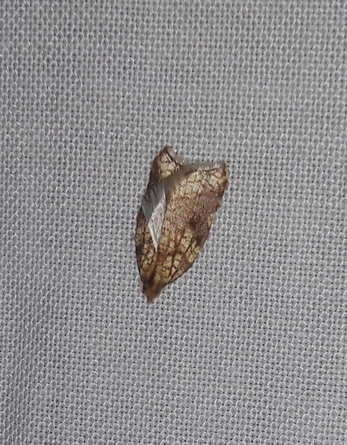 Acleris rhombana - cifra levélmoly