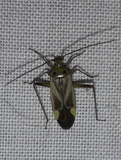 Adelphocoris lineolatus - lucernapoloska