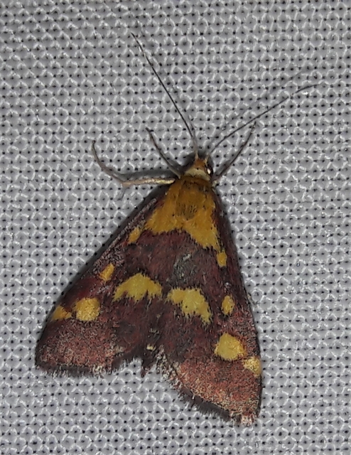 Pyrausta purpuralis - közönséges bíbormoly