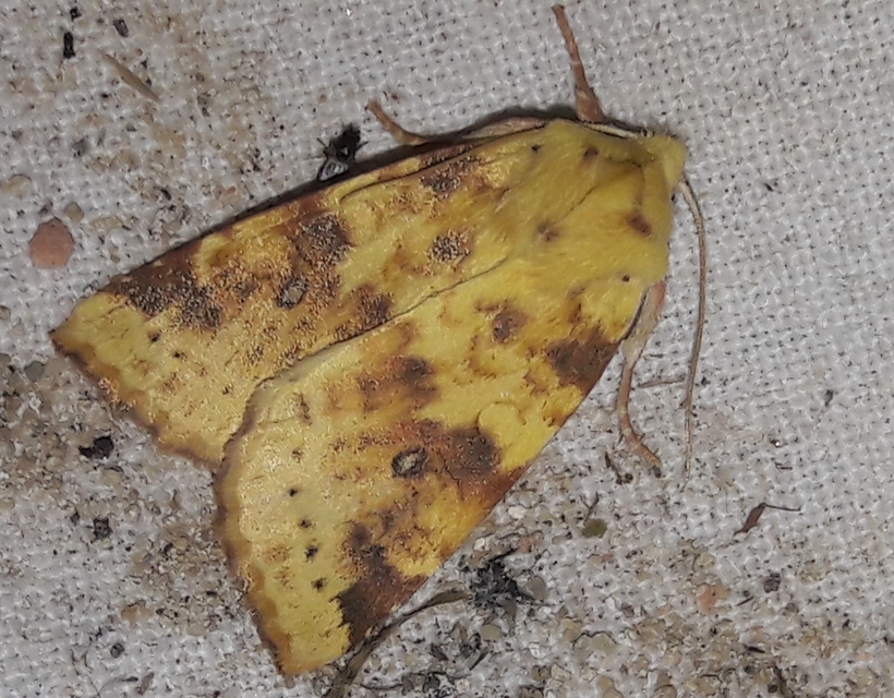Cirrhia icteritia - nyárfa-sárgabagoly