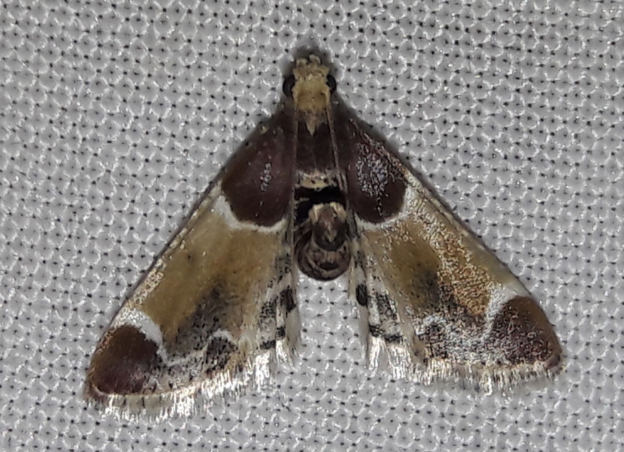Pyralis farinalis - lisztilonca