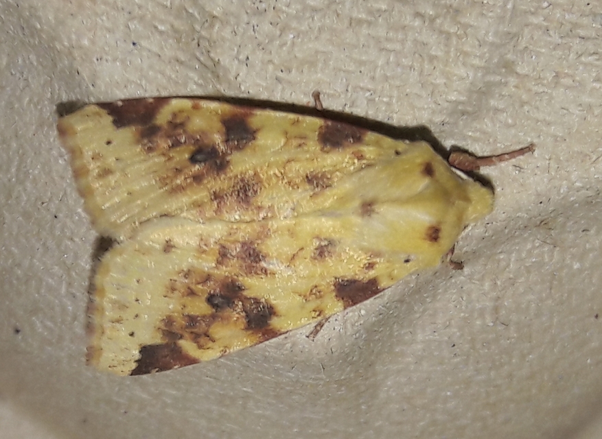 Cirrhia icteritia - nyárfa-sárgabagoly