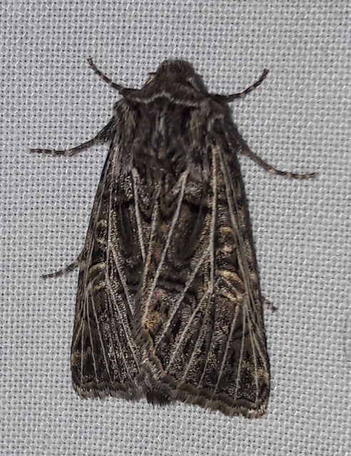 Tholera decimalis - közönséges fésűsbagoly