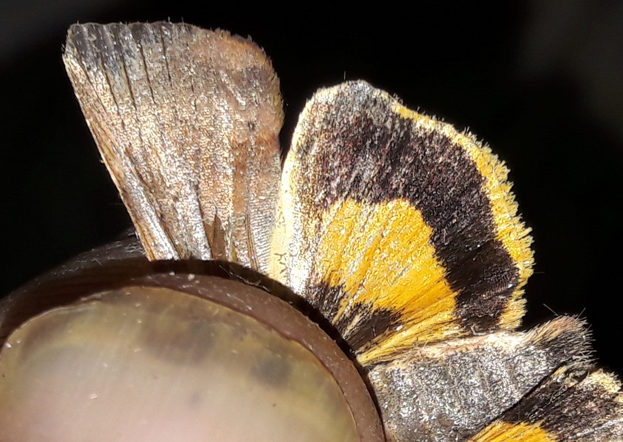 Noctua janthe - lappangó sárgafűbagoly