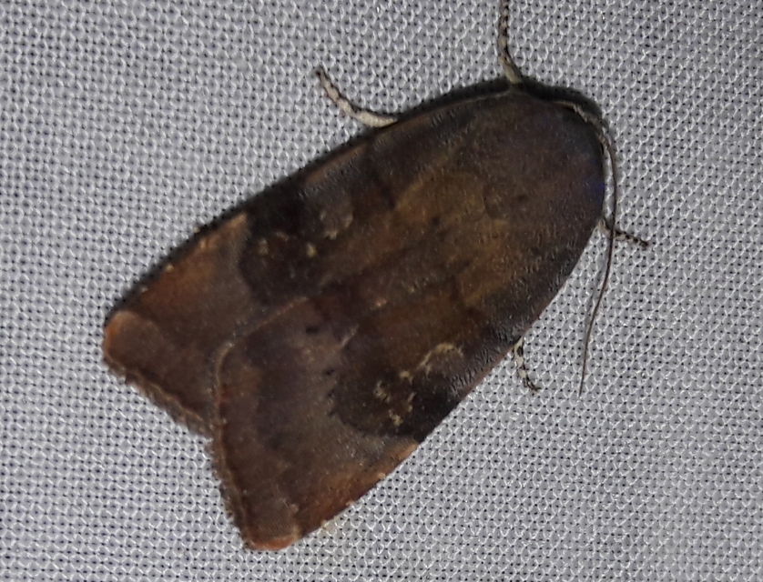Noctua janthina - tarka sárgafűbagoly