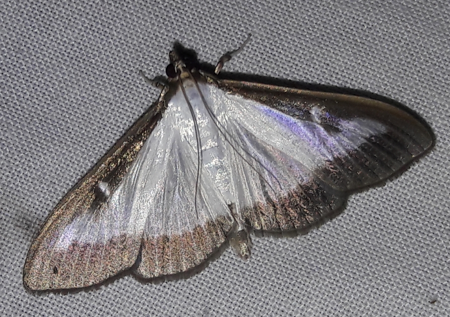 Cydalima perspectalis - puszpáng-tűzmoly