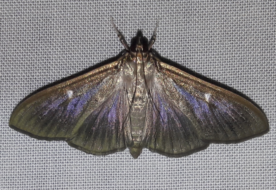 Cydalima perspectalis - puszpáng-tűzmoly