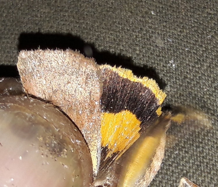 Noctua janthe - lappangó sárgafűbagoly